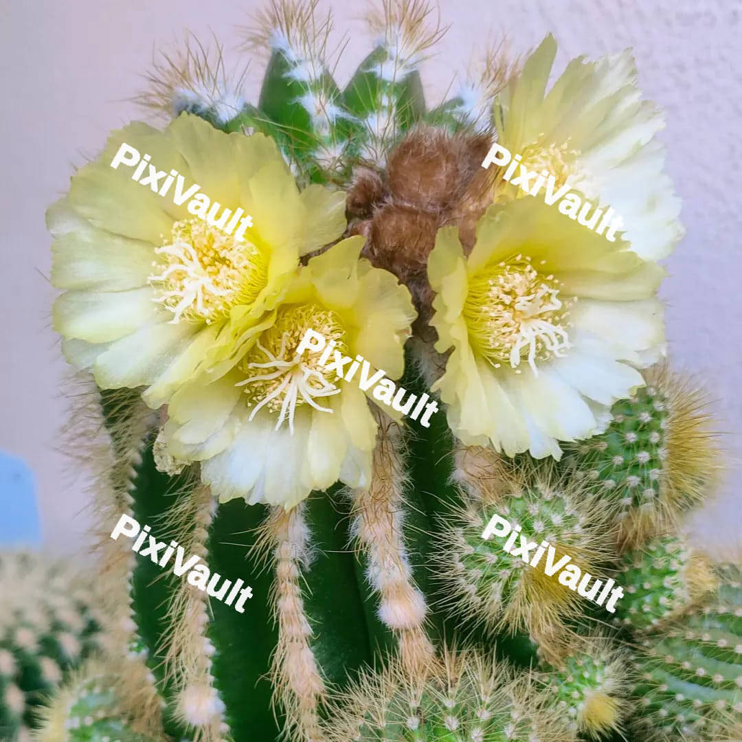 Cactus
